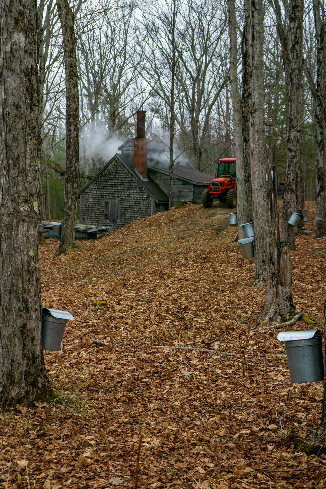 Where does Maple syrup comes from?